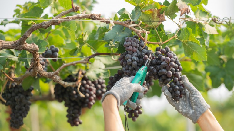 ¿Mar de vino o mar de oportunidades? Perspectiva 2025-2035 para Mendoza y la Zona Este